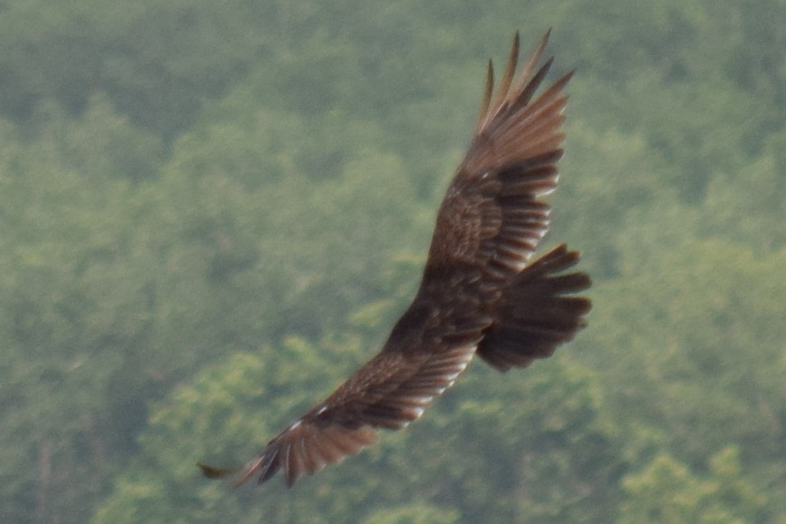 Turkey Vulture - ML167091121