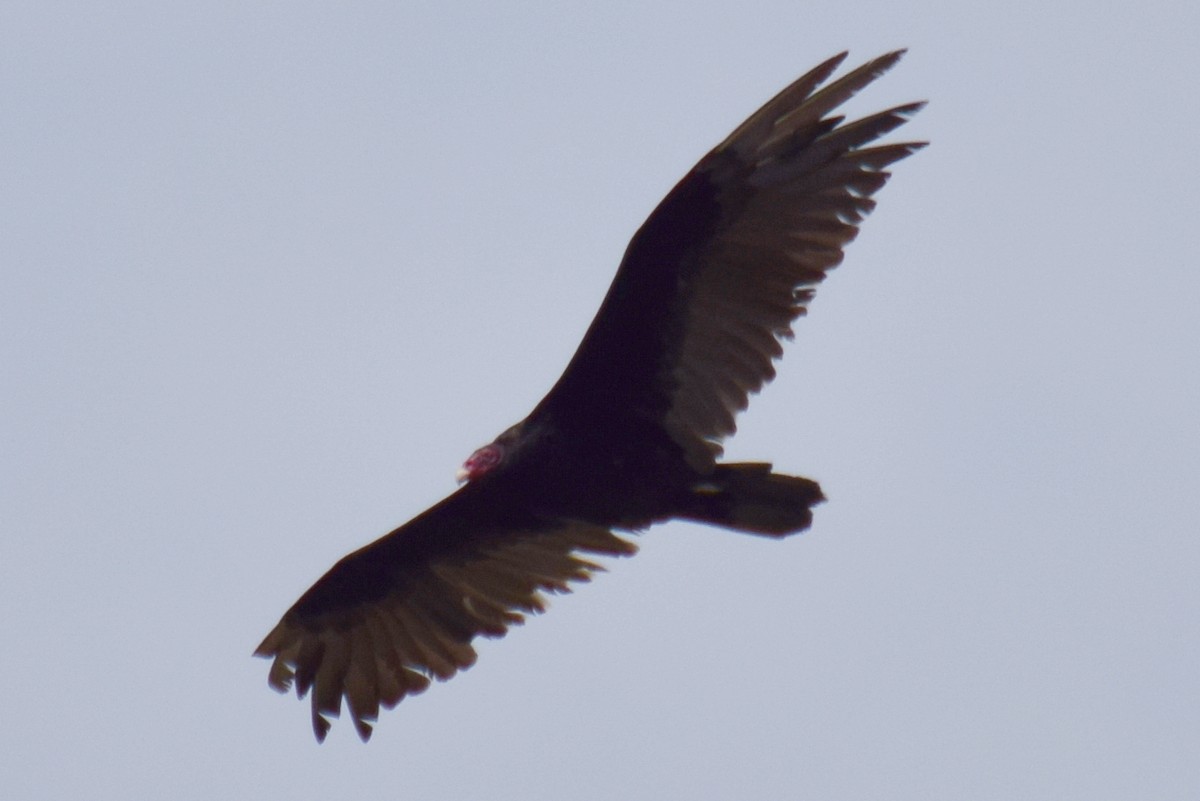 Turkey Vulture - ML167091141