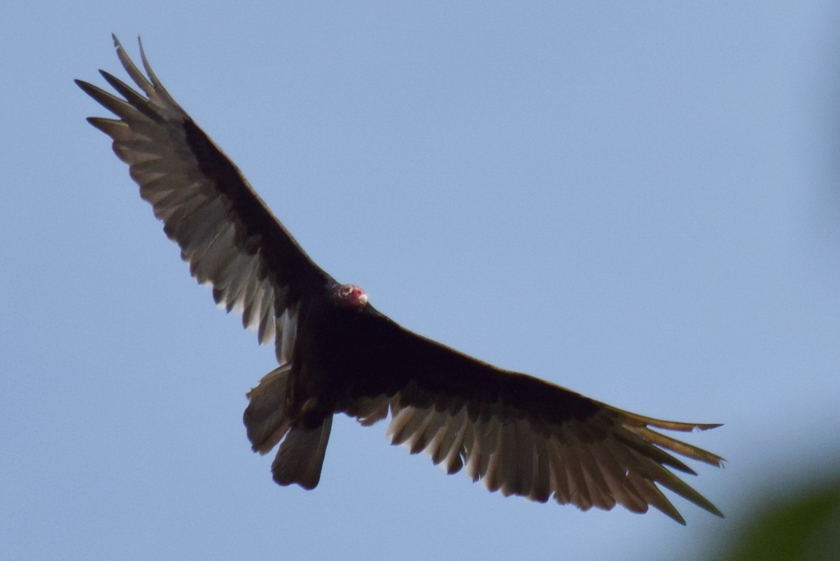 Turkey Vulture - ML167091151