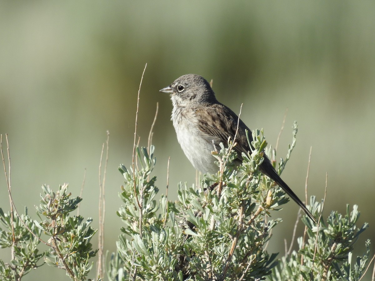 Sagebrush Sparrow - Tina Toth