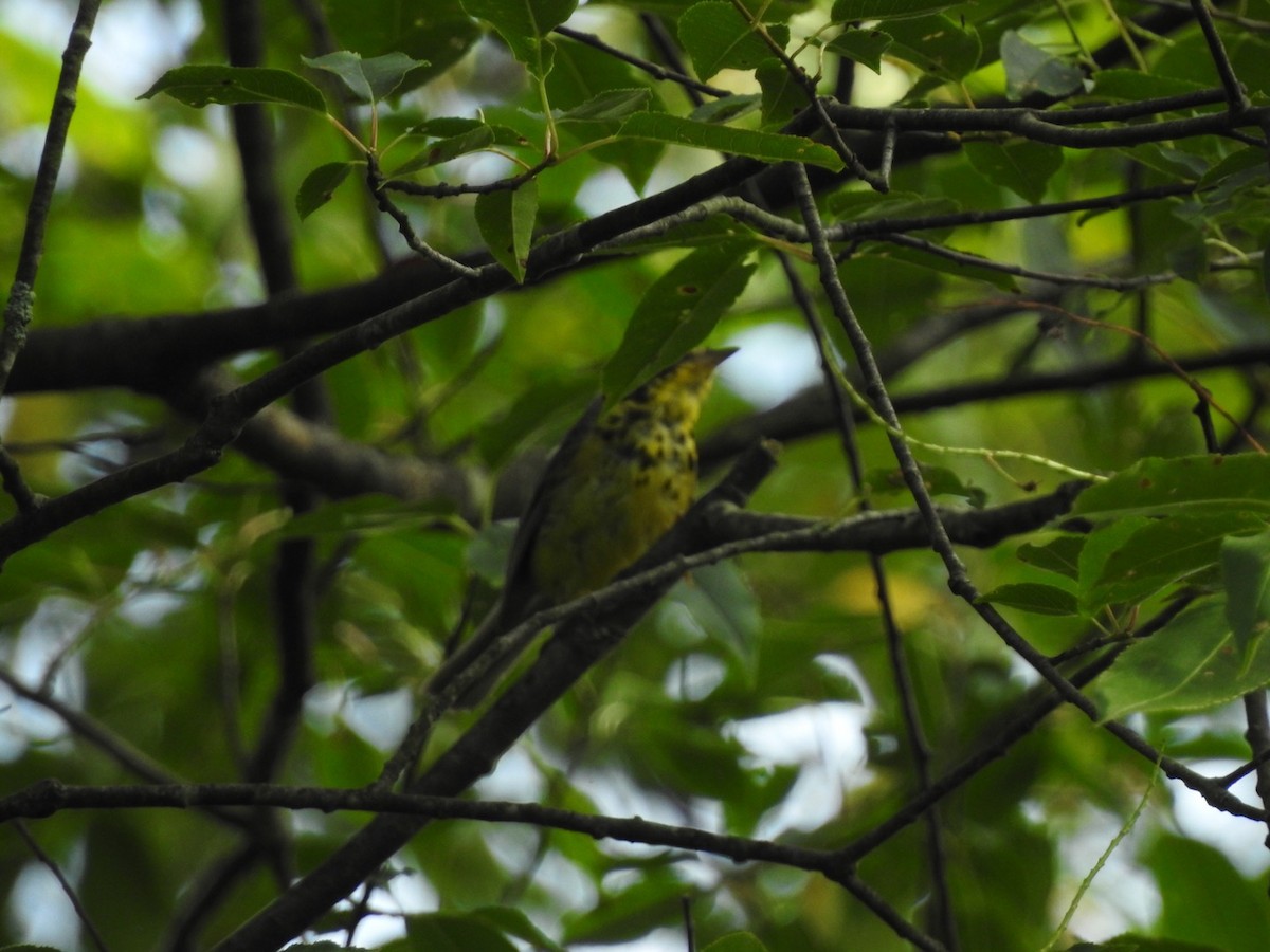 Canada Warbler - Henry Griffin