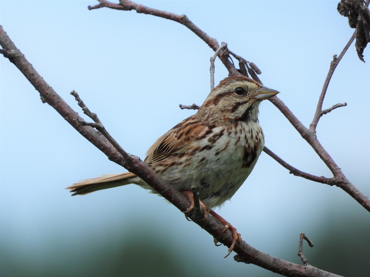 Song Sparrow - Michael W. Sack