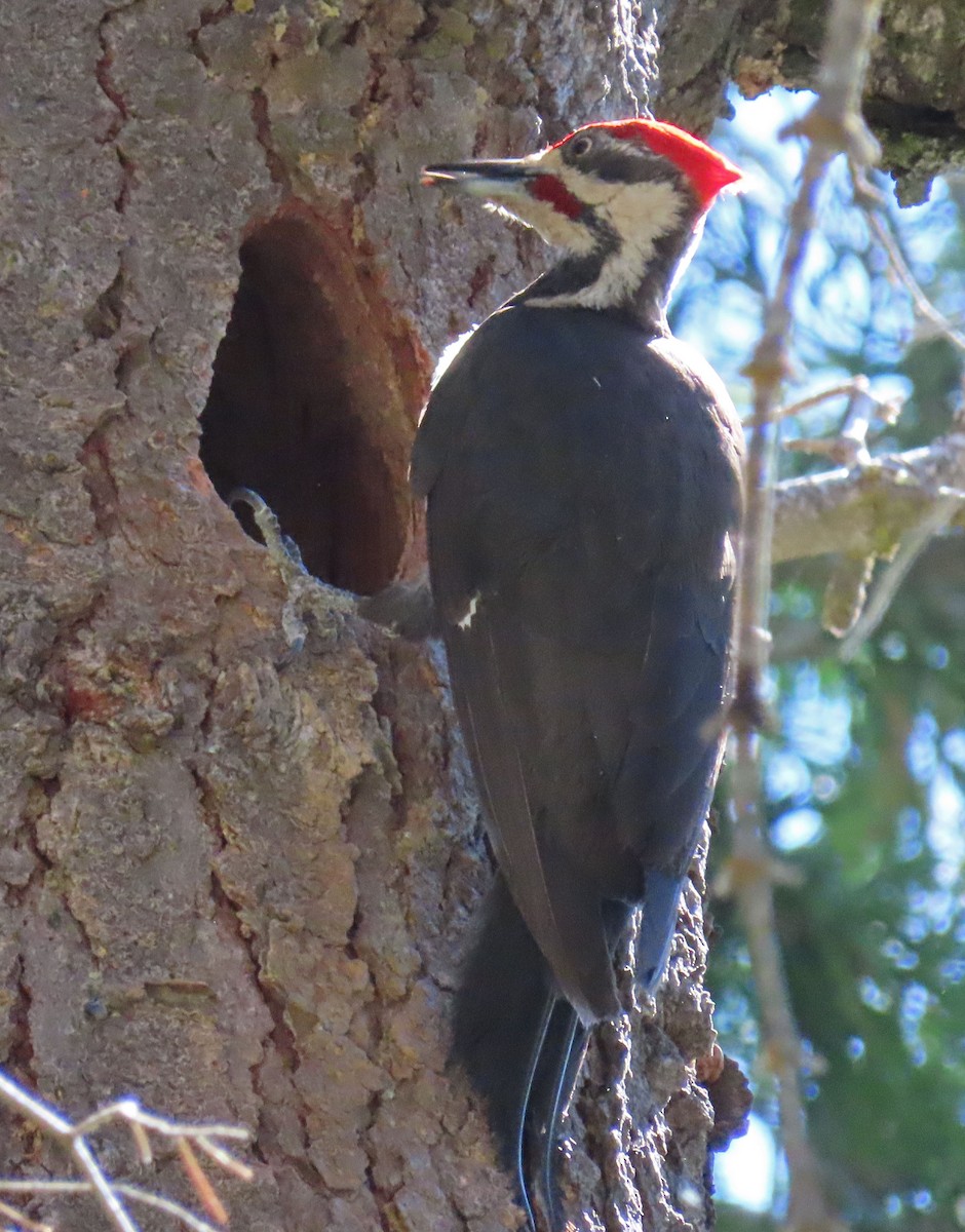 Pileated Woodpecker - ML167101271