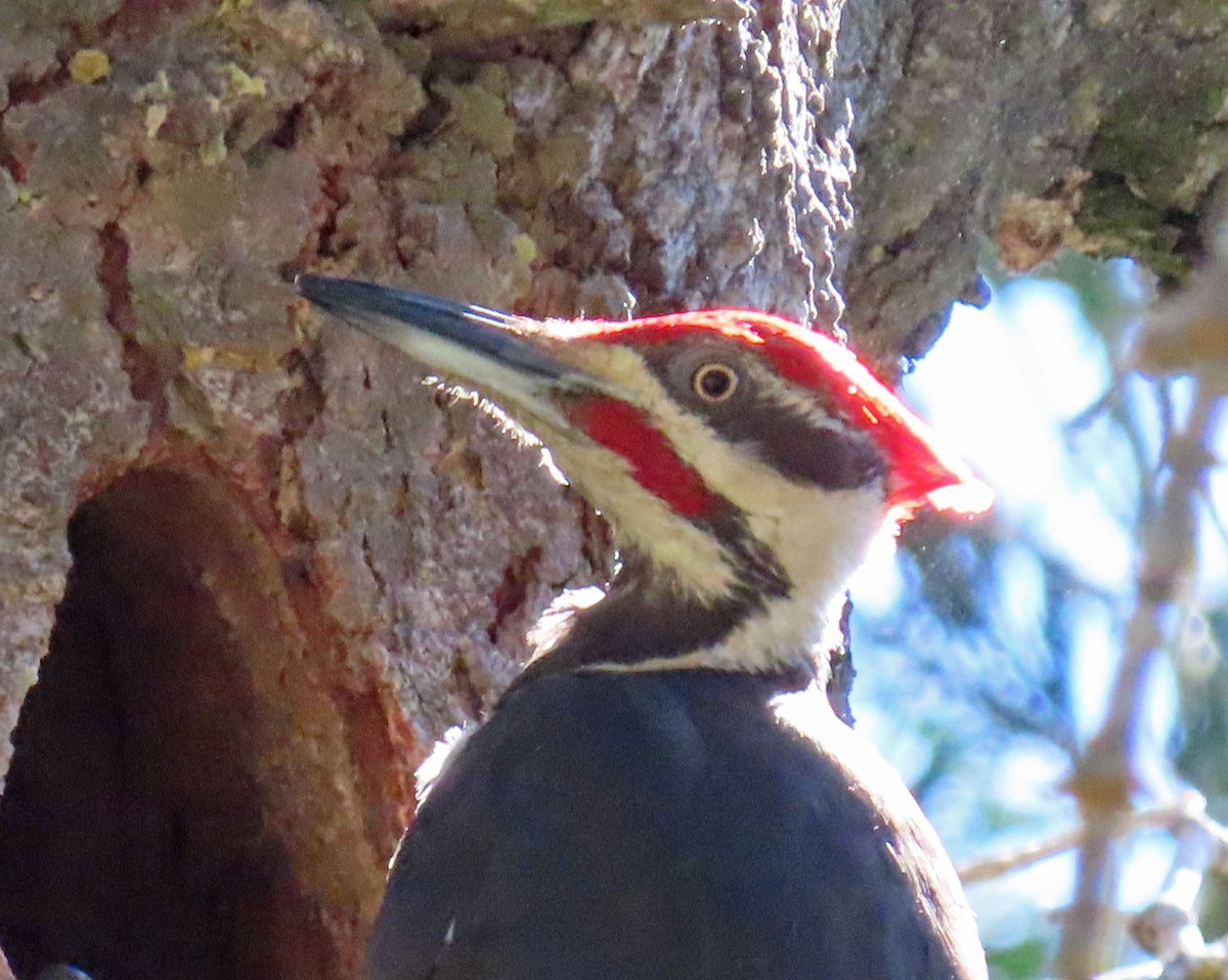 Pileated Woodpecker - ML167101321