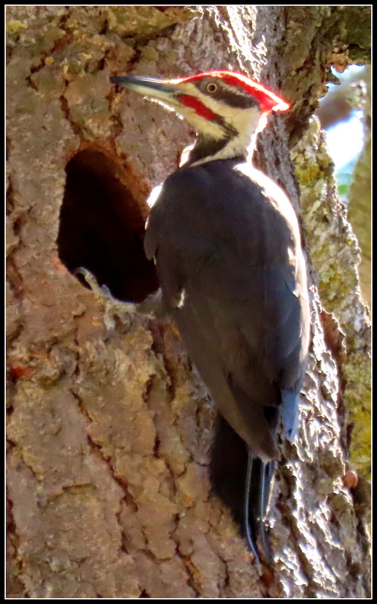 Pileated Woodpecker - ML167101941