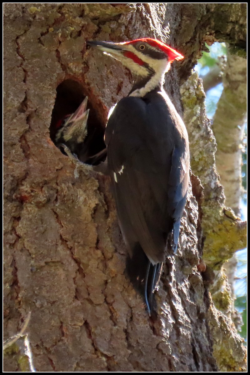 Pileated Woodpecker - ML167101951
