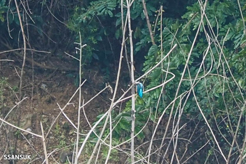 Common Kingfisher - ML167104141