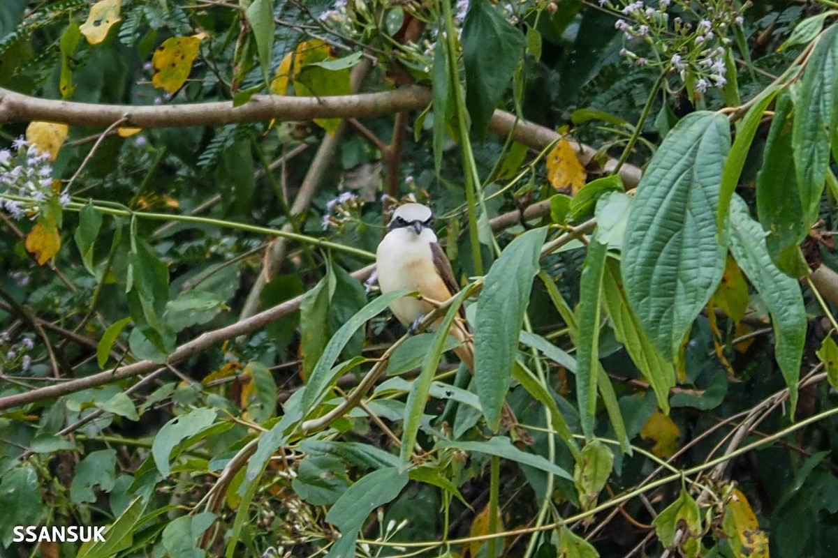 Brown Shrike (Philippine) - Sakkarin Sansuk