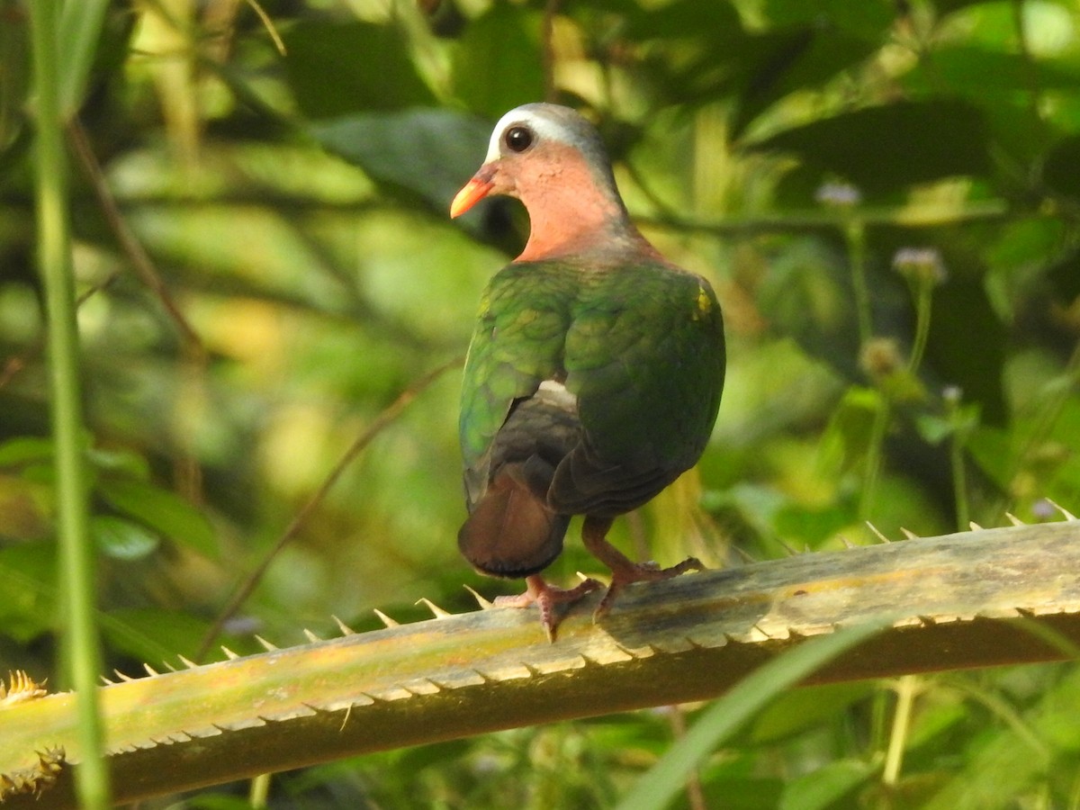 holub zelenokřídlý - ML167106221