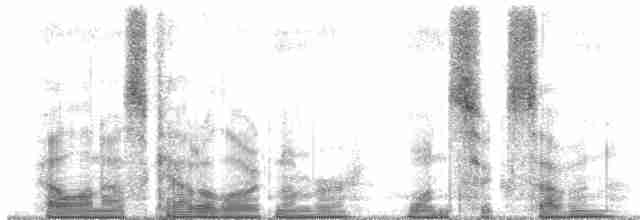 White-vented Plumeleteer (White-vented) - ML167107