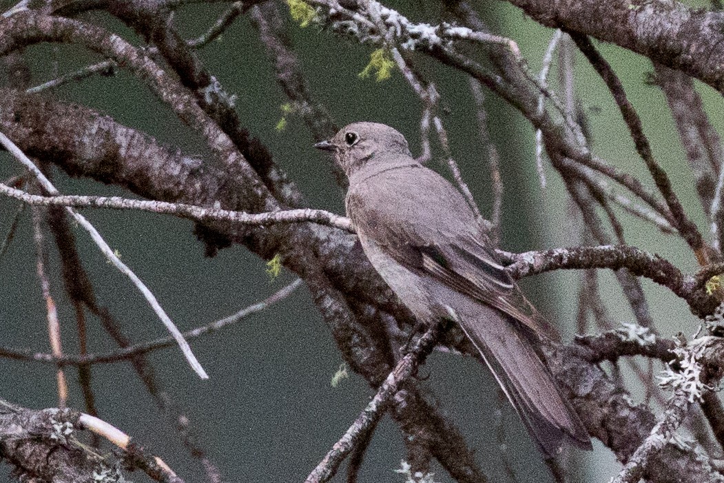 Townsend's Solitaire - ML167107651