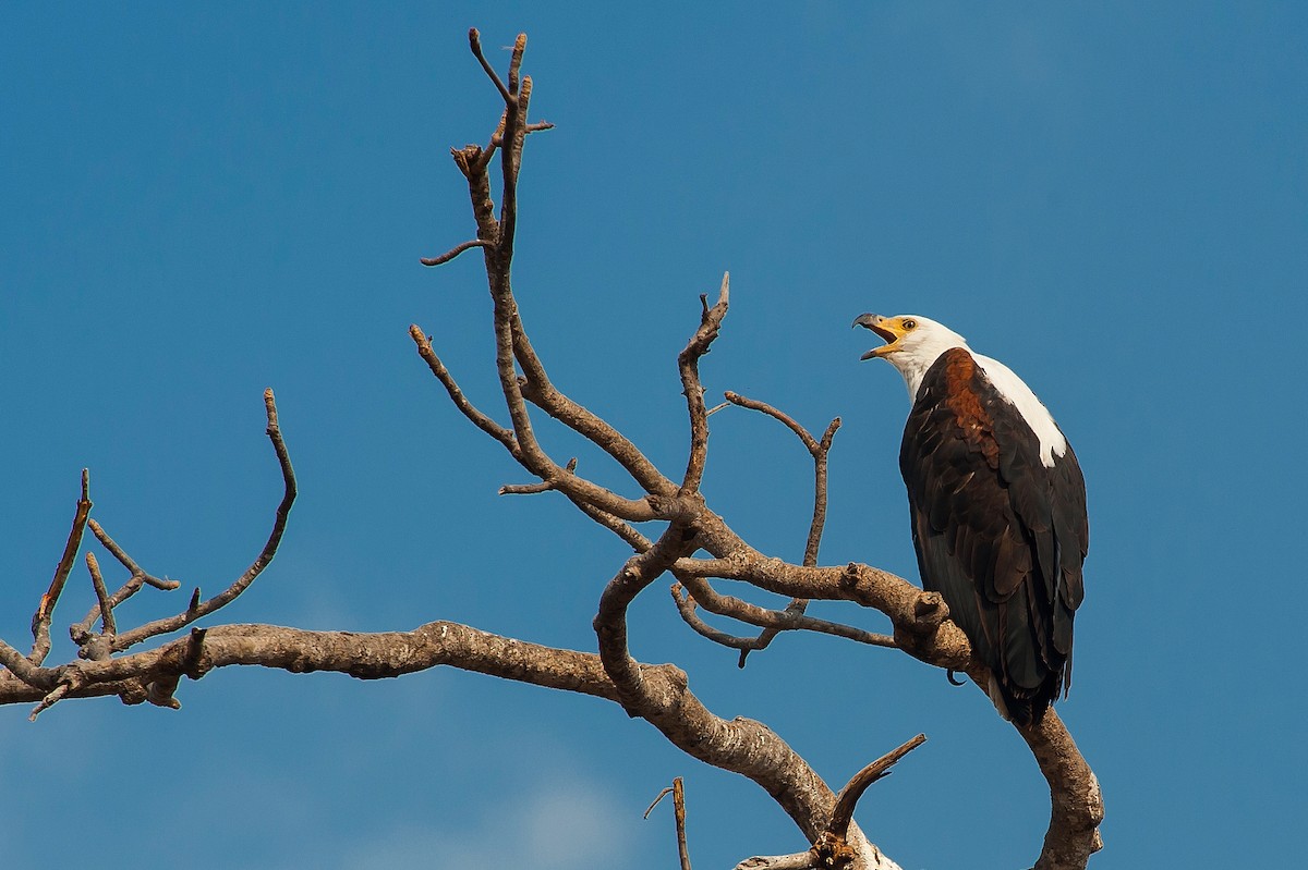 African Fish-Eagle - ML167107671