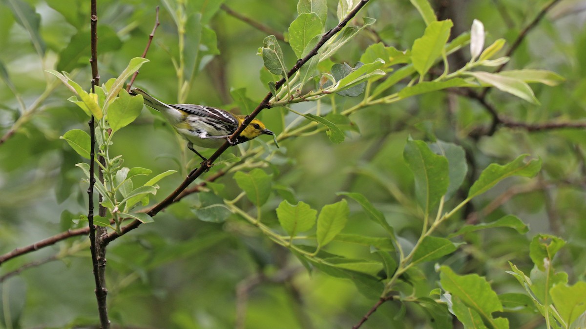 Black-throated Green Warbler - Daniel Jauvin