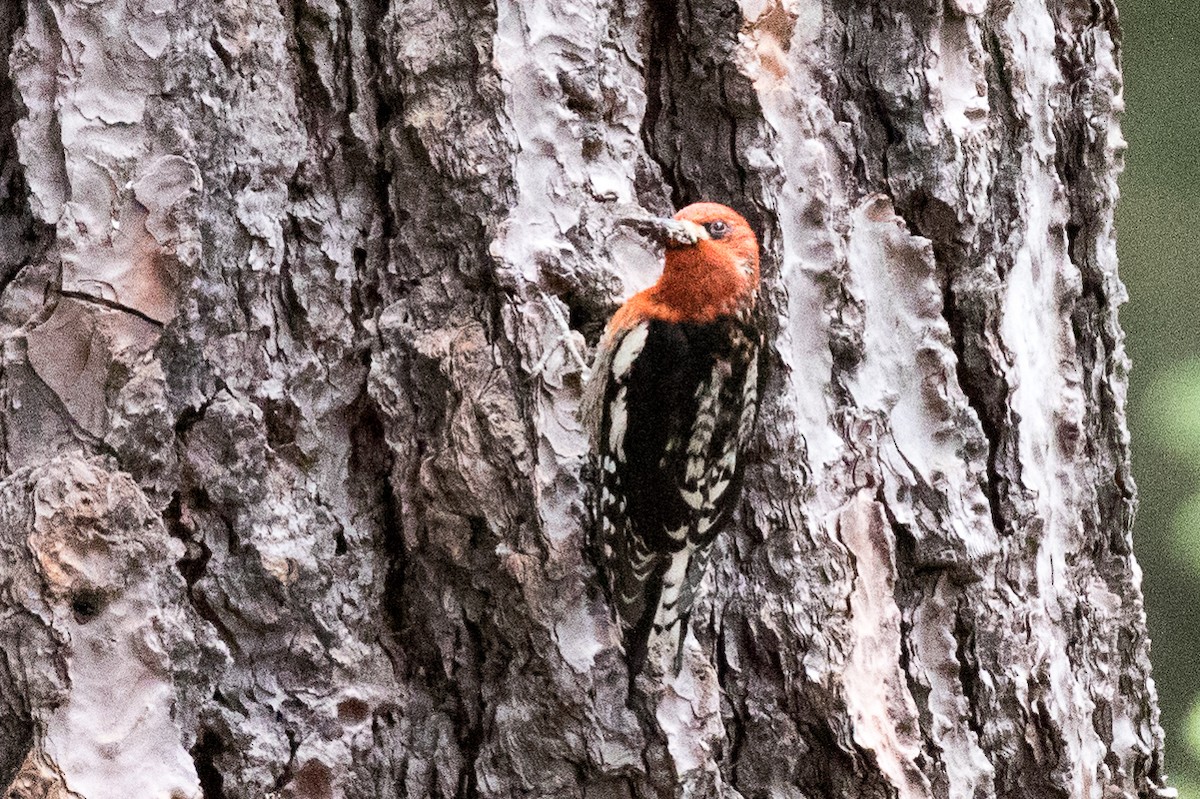 Red-breasted Sapsucker - ML167108051