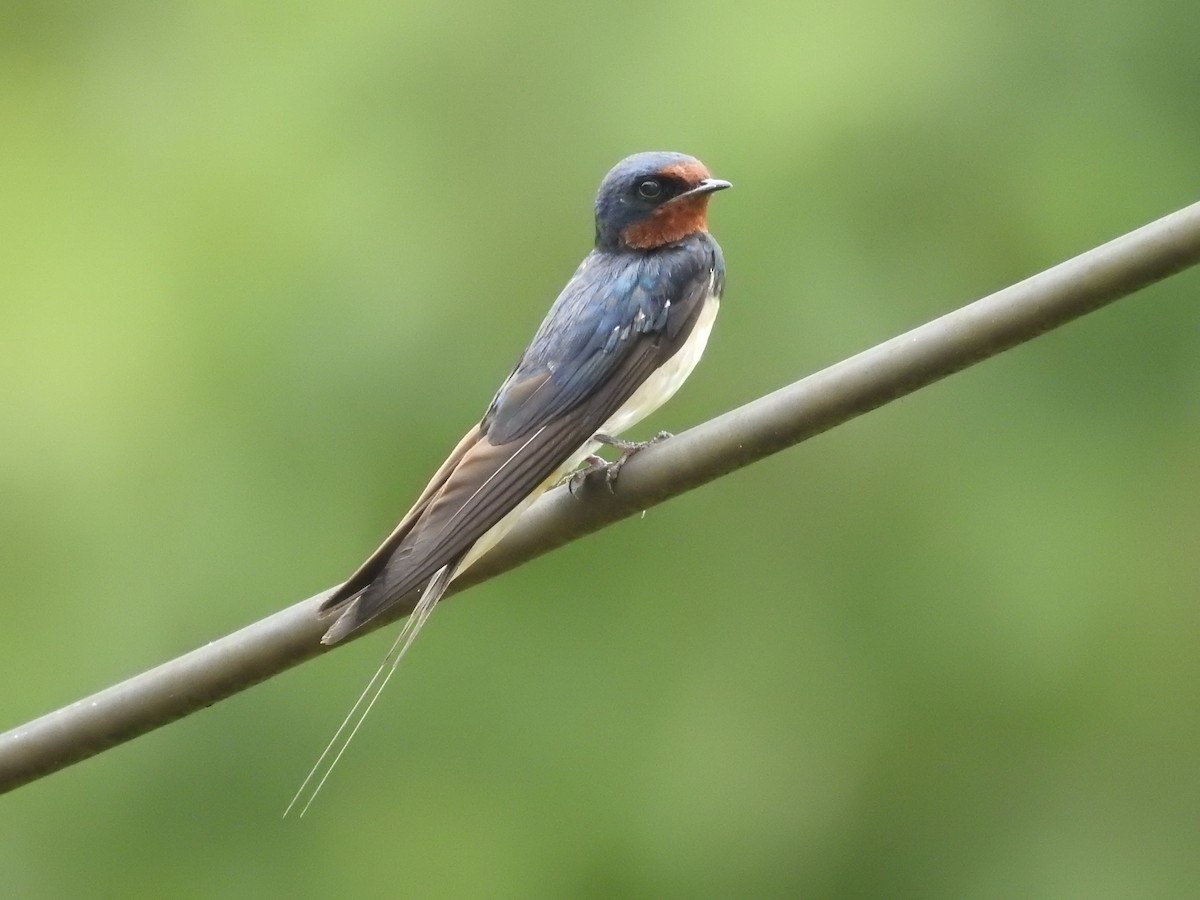 Barn Swallow - Simon Lloyd