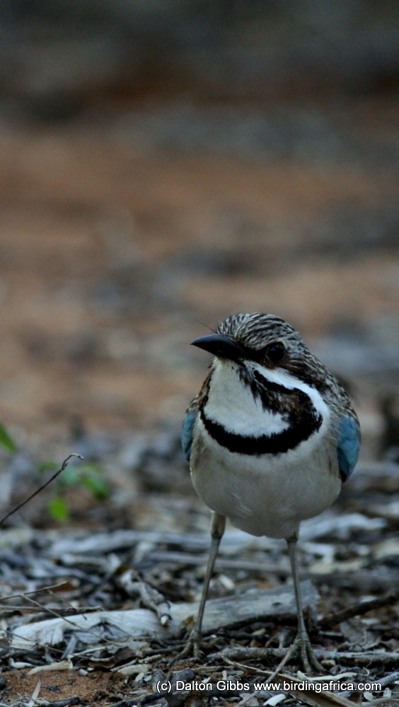 Long-tailed Ground-Roller - ML167111311