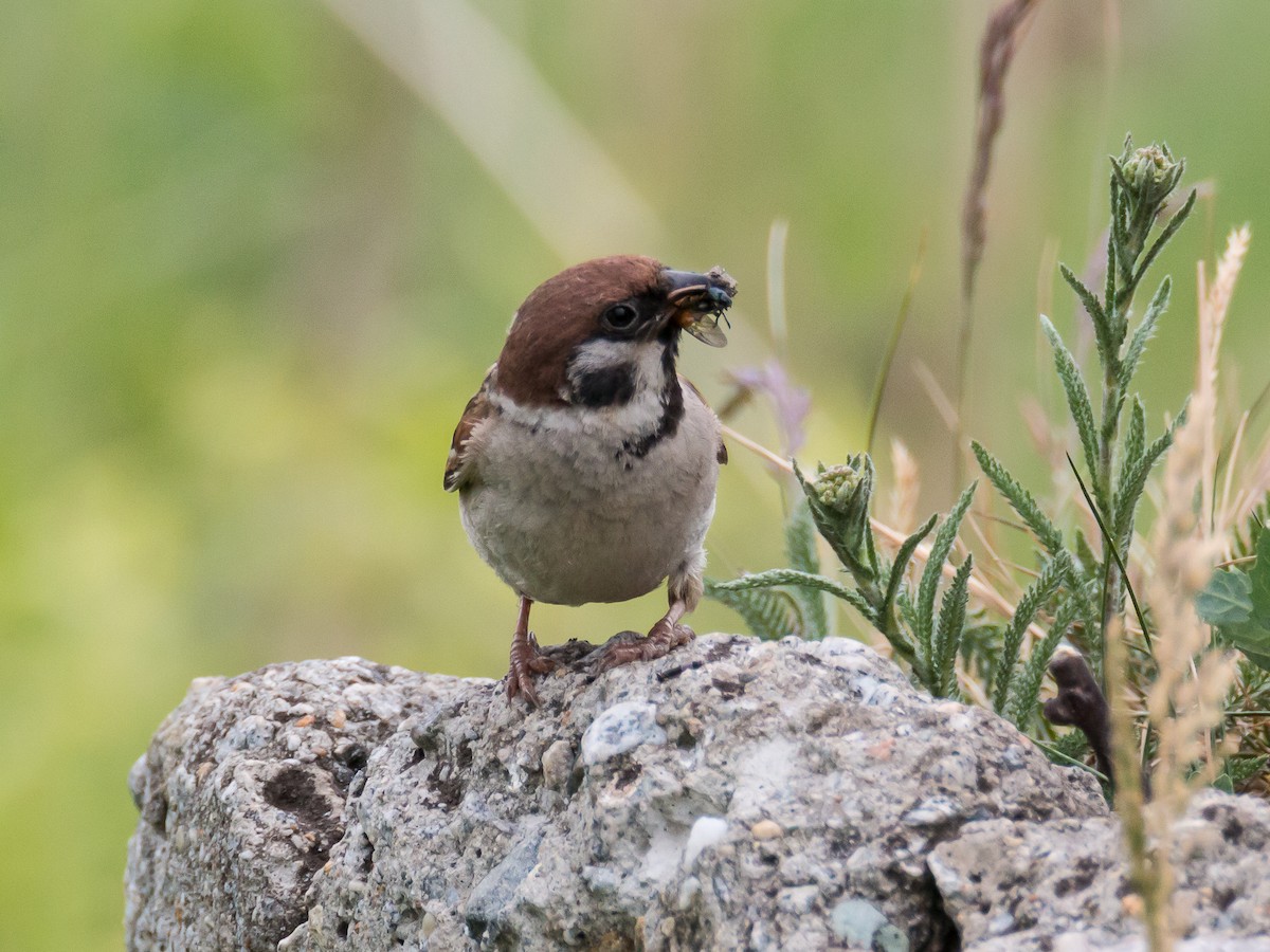 Eurasian Tree Sparrow - Dina Nesterkova