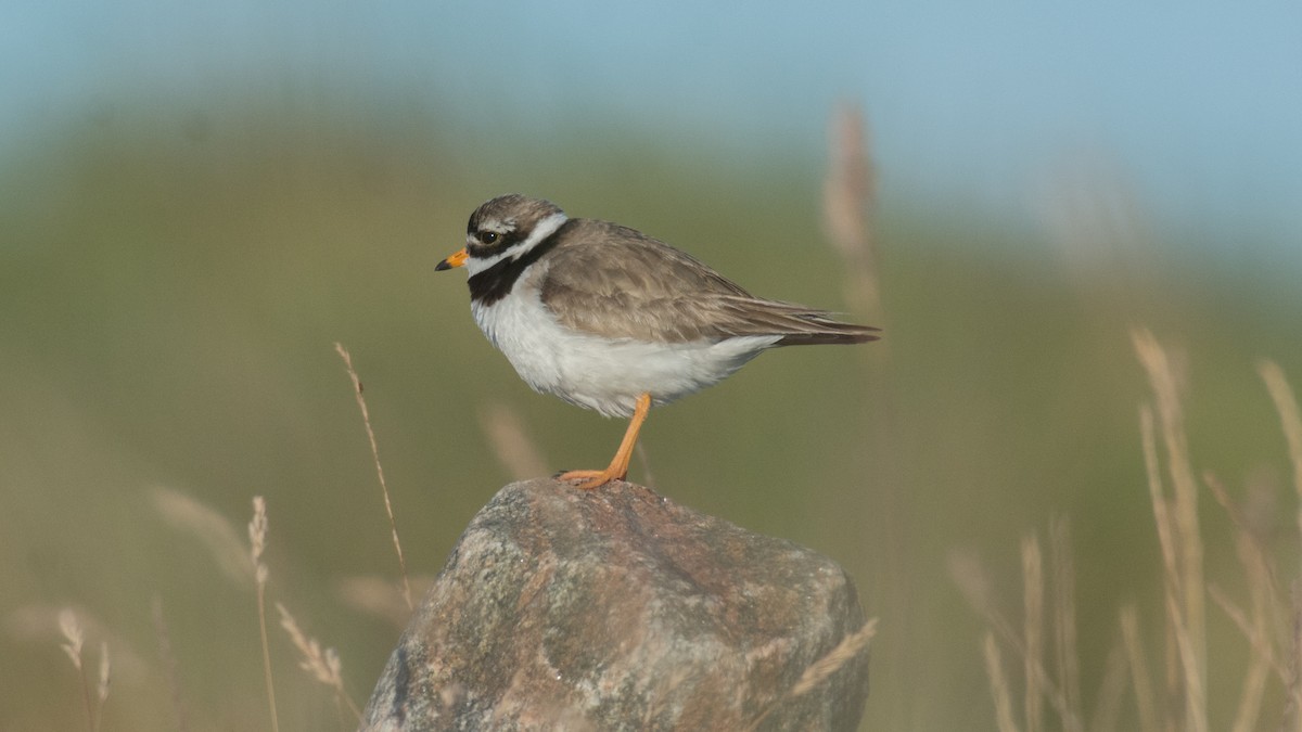 Common Ringed Plover - ML167115551