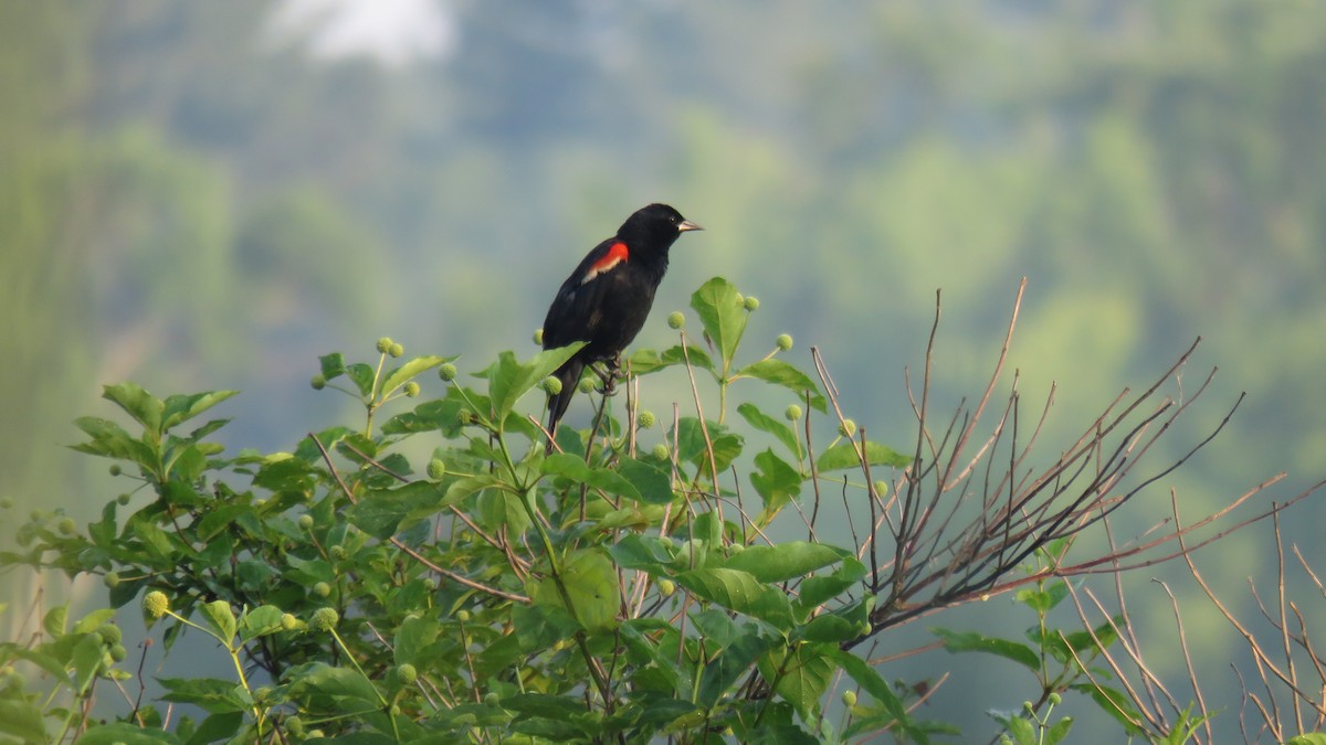 Red-winged Blackbird - ML167117171
