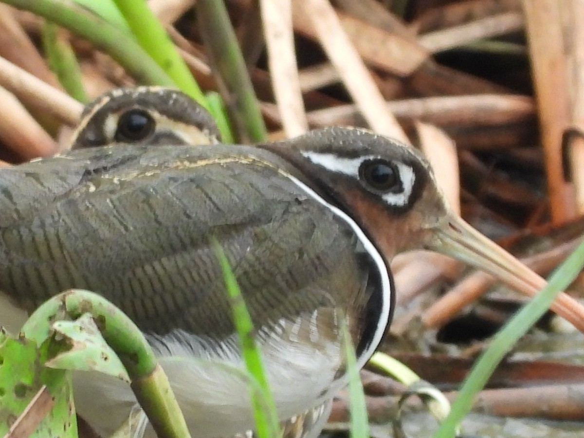 Greater Painted-Snipe - ML167118391