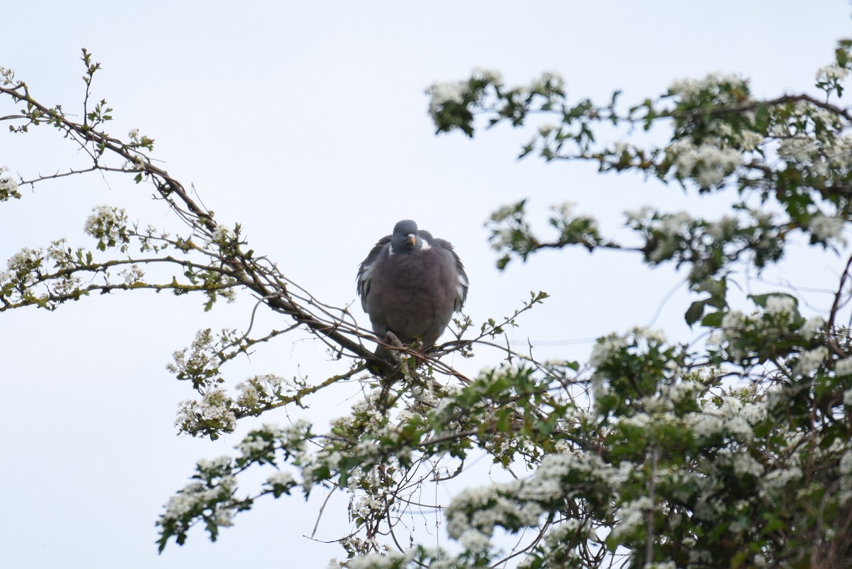 Common Wood-Pigeon - ML167119191