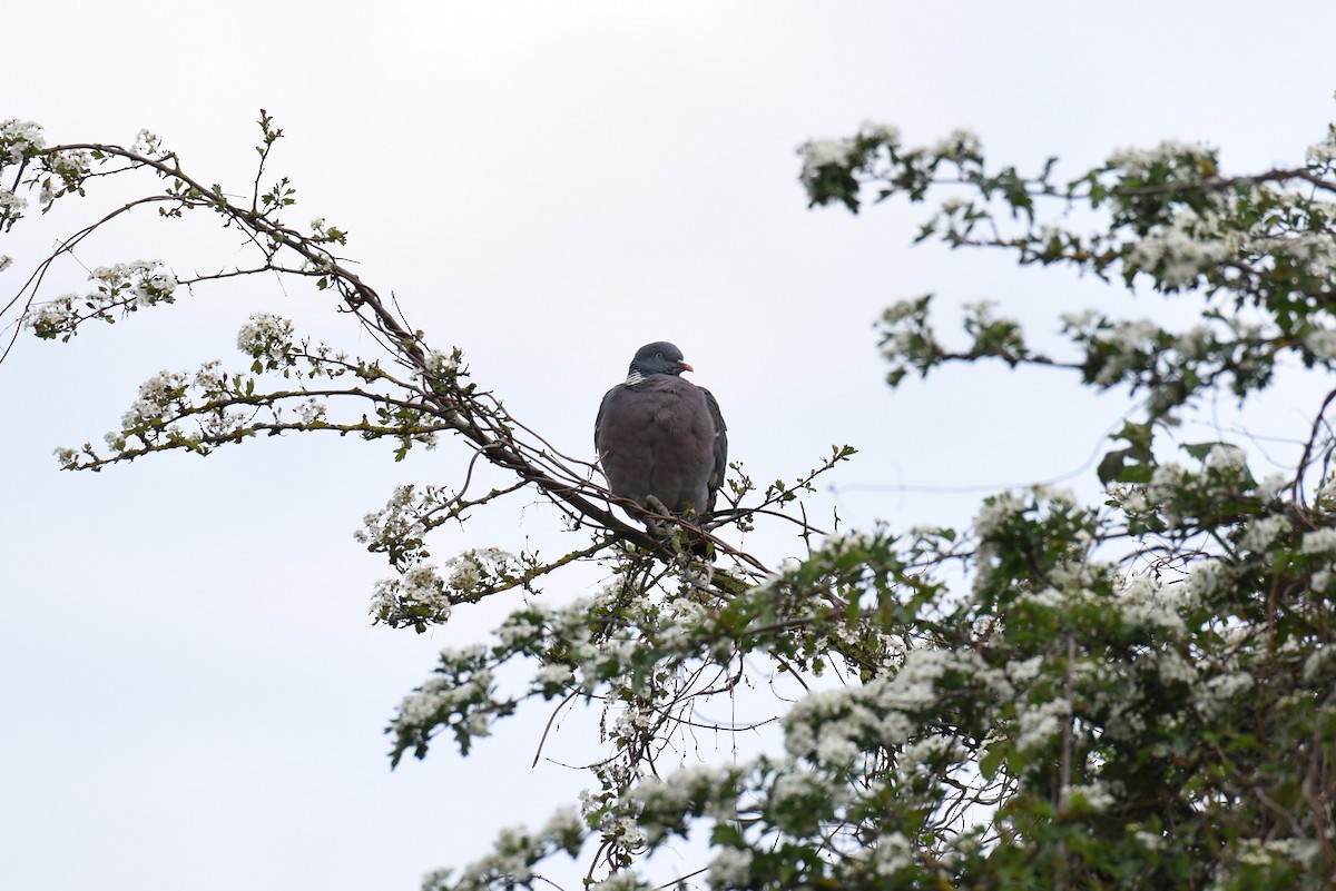 Common Wood-Pigeon - ML167119261