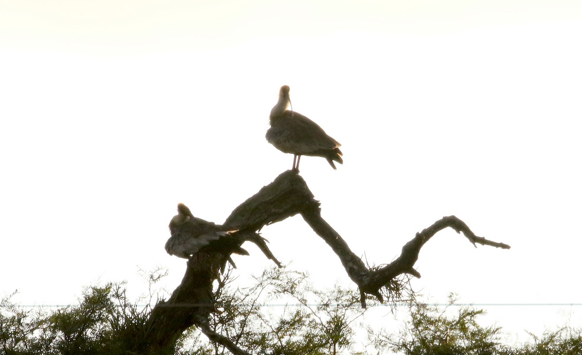 ibis bělokřídlý - ML167120471