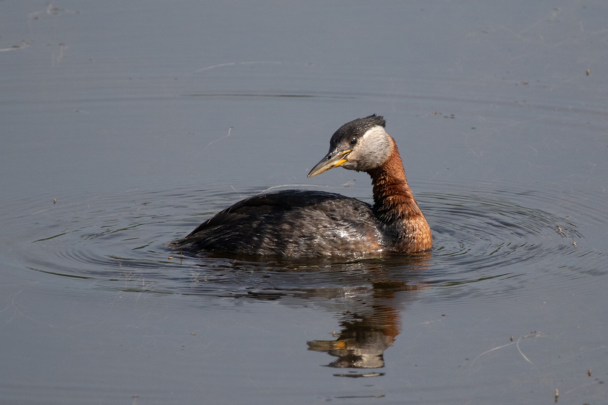 Red-necked Grebe - ML167124911
