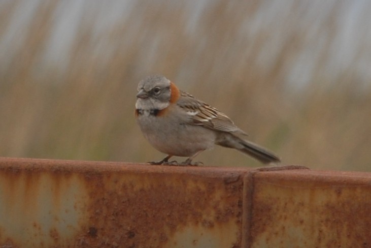 Rufous-collared Sparrow (Patagonian) - ML167125451