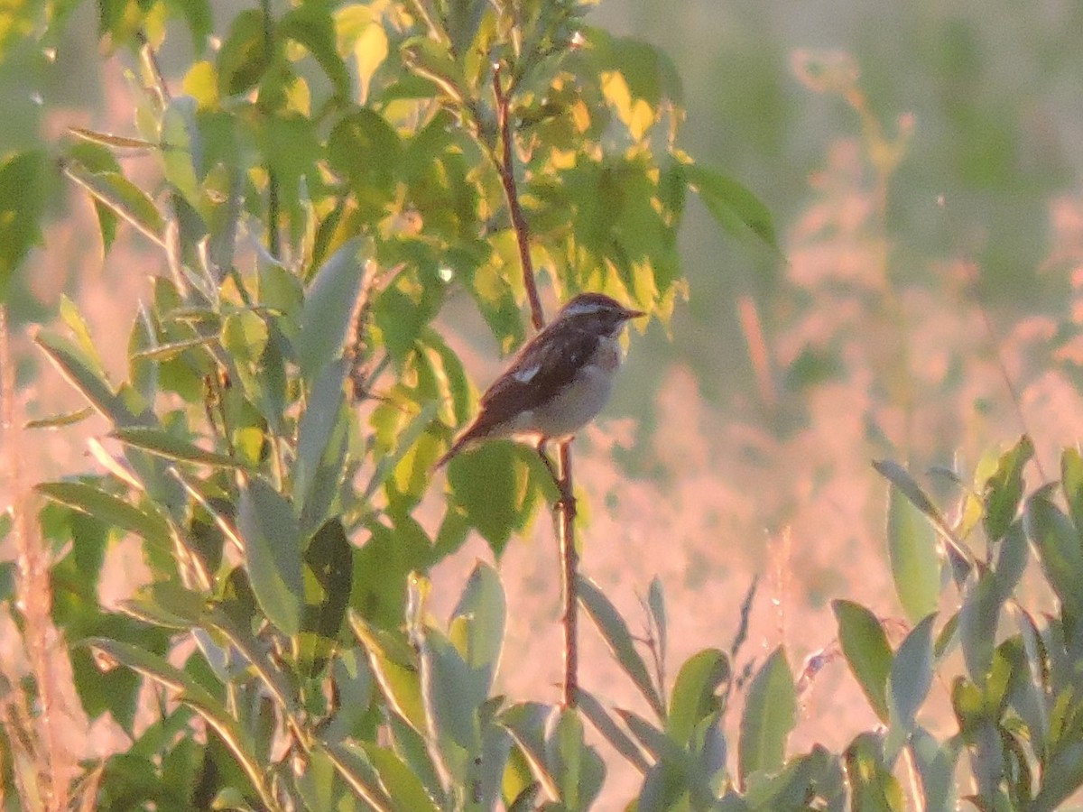 Whinchat - ML167125971