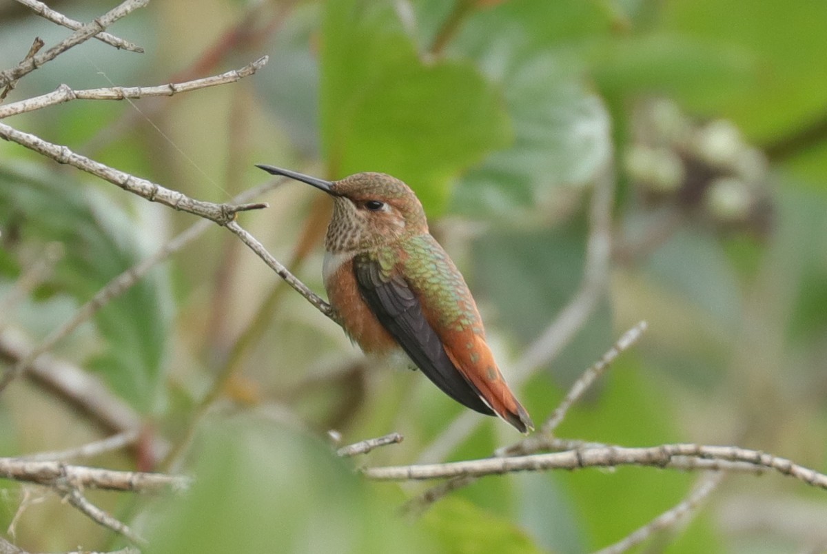 Rufous Hummingbird - ML167126071