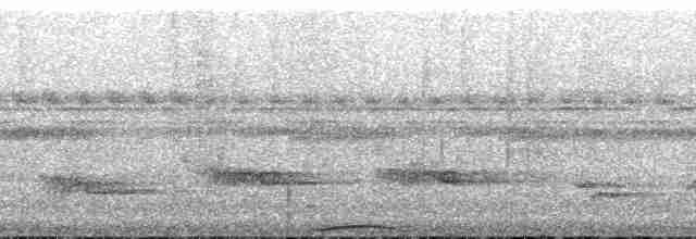 Motmot caraïbe (groupe subrufescens) - ML167127