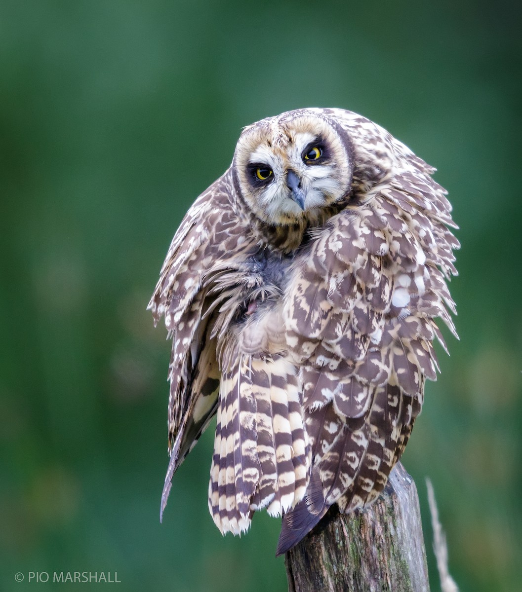 Short-eared Owl - ML167127261