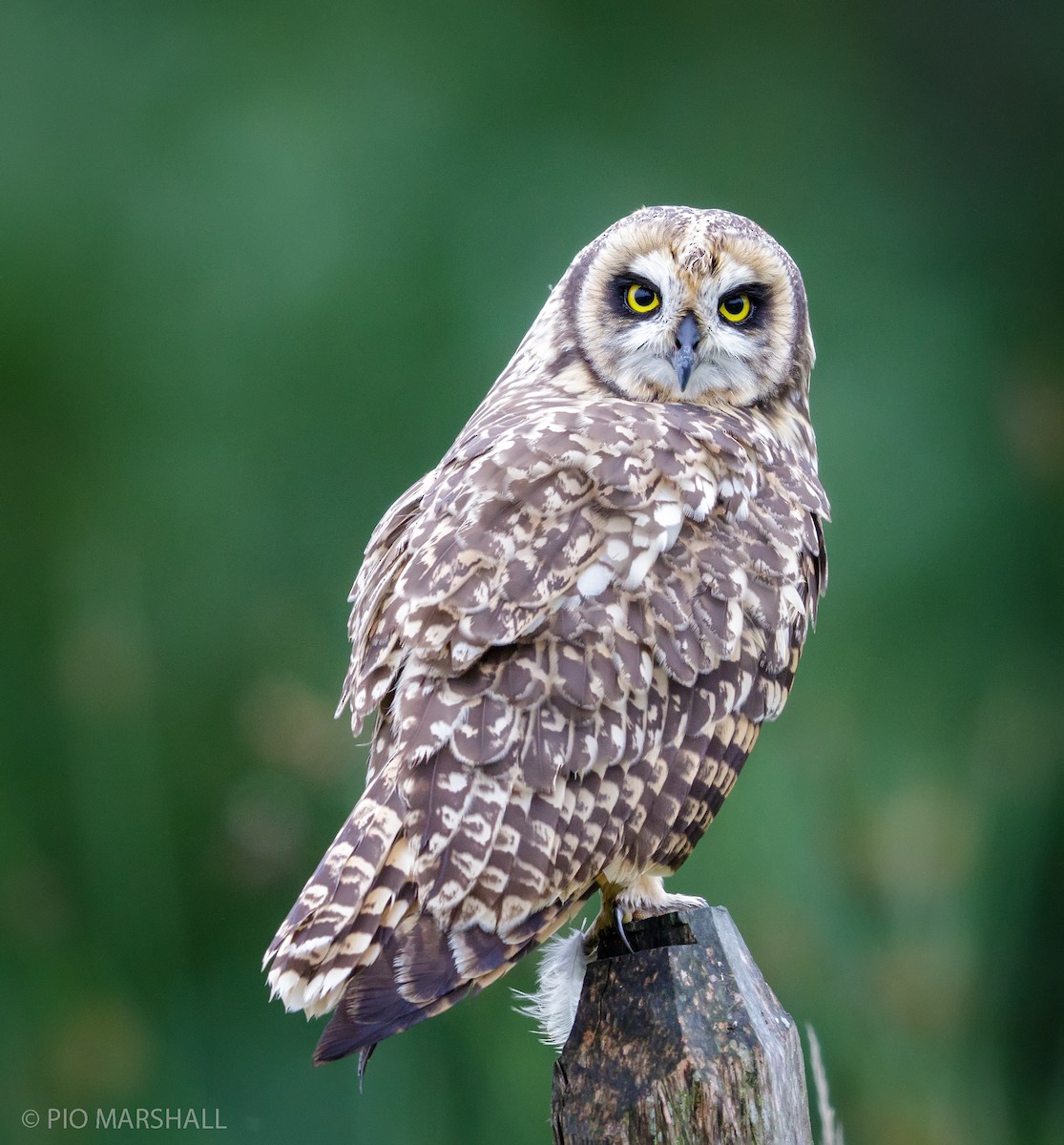 Short-eared Owl - ML167127281