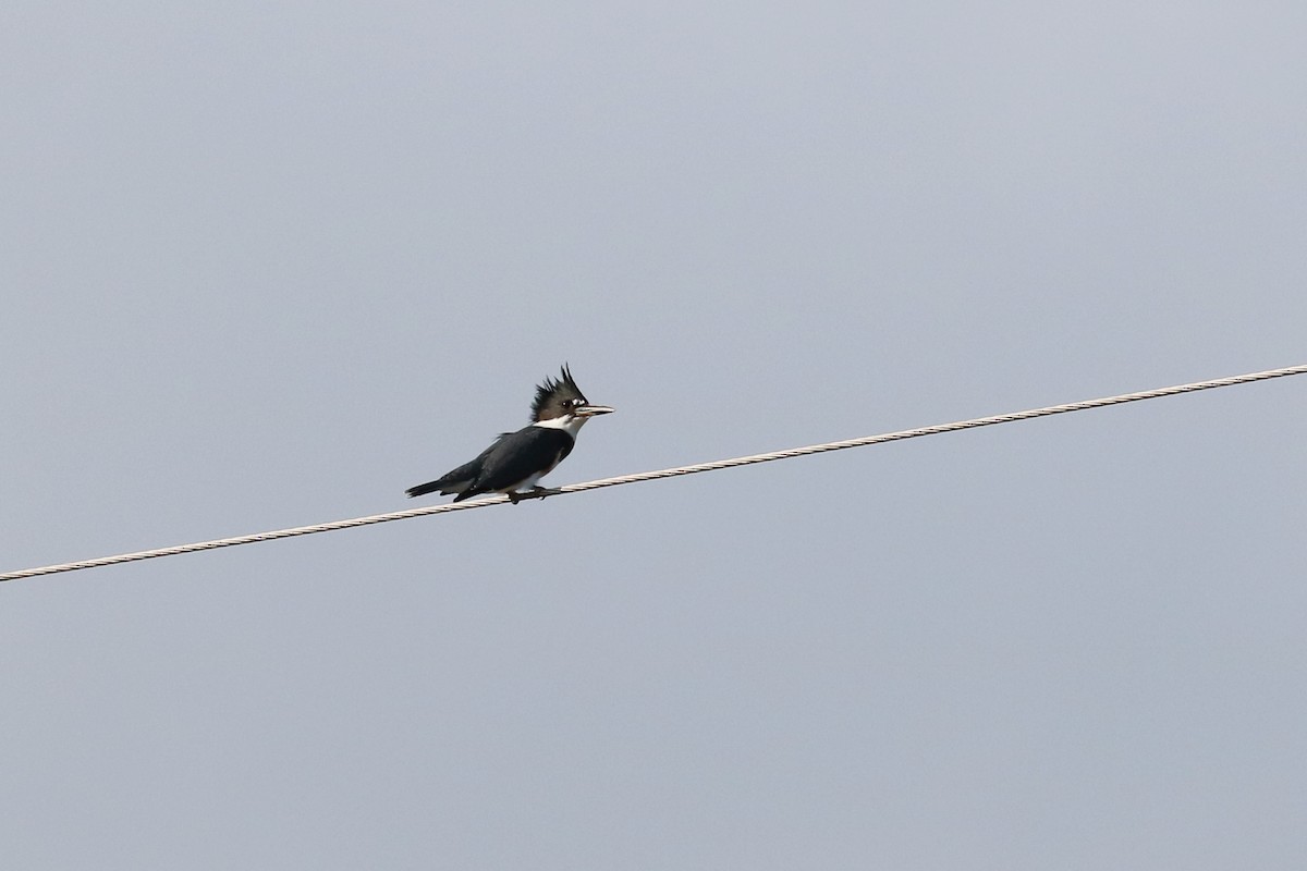 Belted Kingfisher - ML167128851