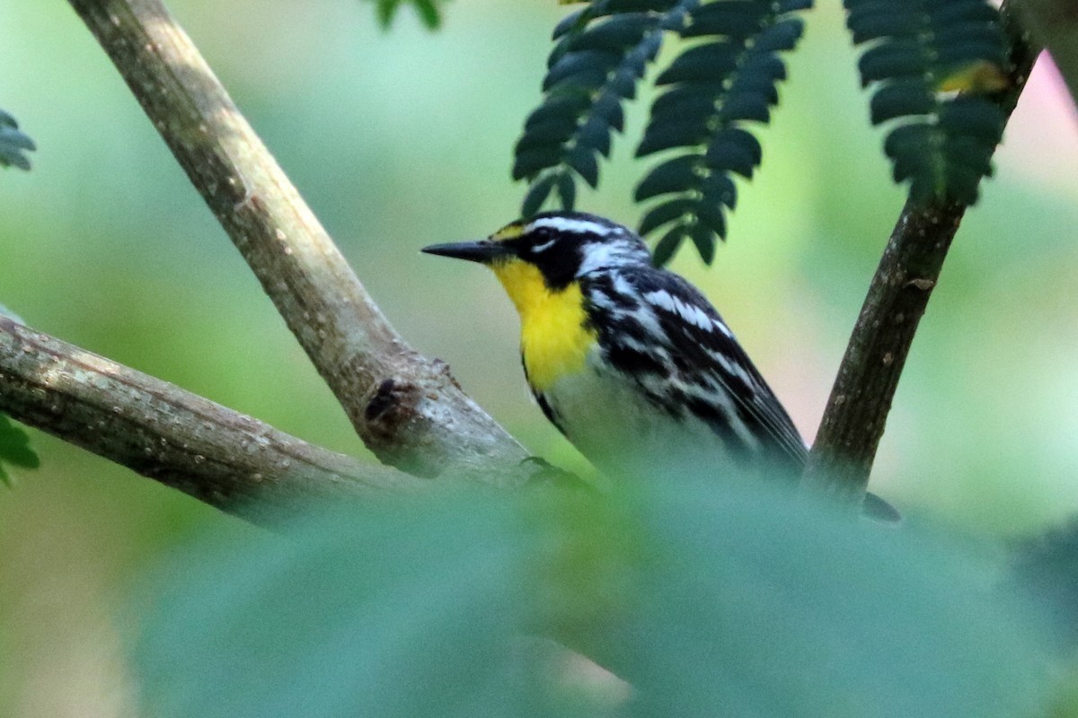 Yellow-throated Warbler - Colin Sumrall
