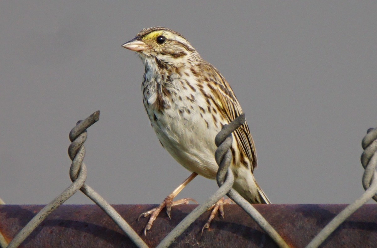 Savannah Sparrow - ML167130201