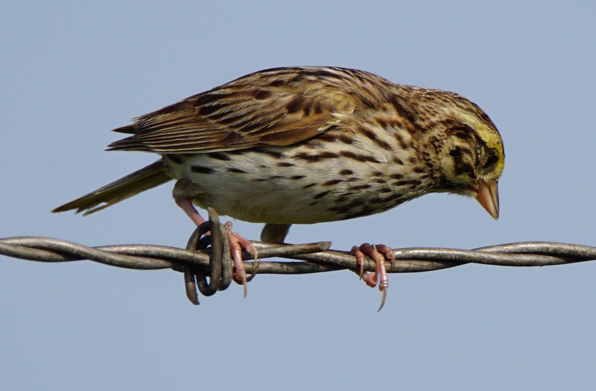 Savannah Sparrow - ML167131951