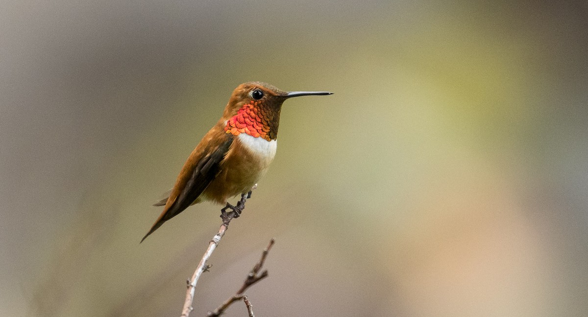 Rufous Hummingbird - ML167132641