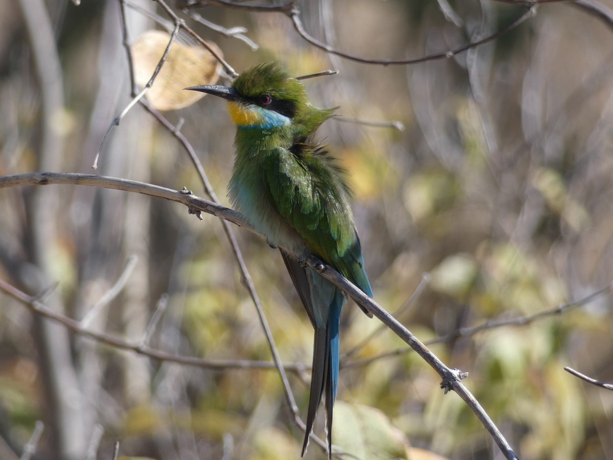 Swallow-tailed Bee-eater - Leeya Correll