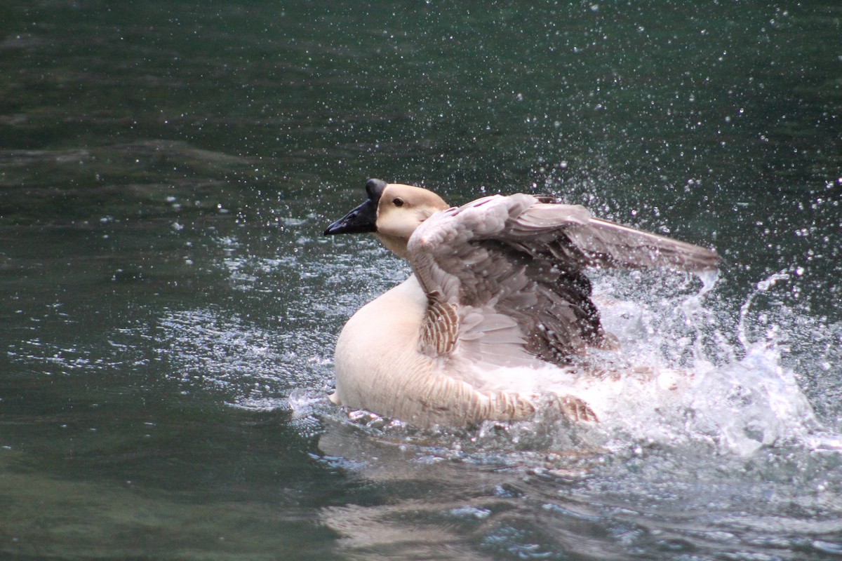 Swan Goose (Domestic type) - ML167134301