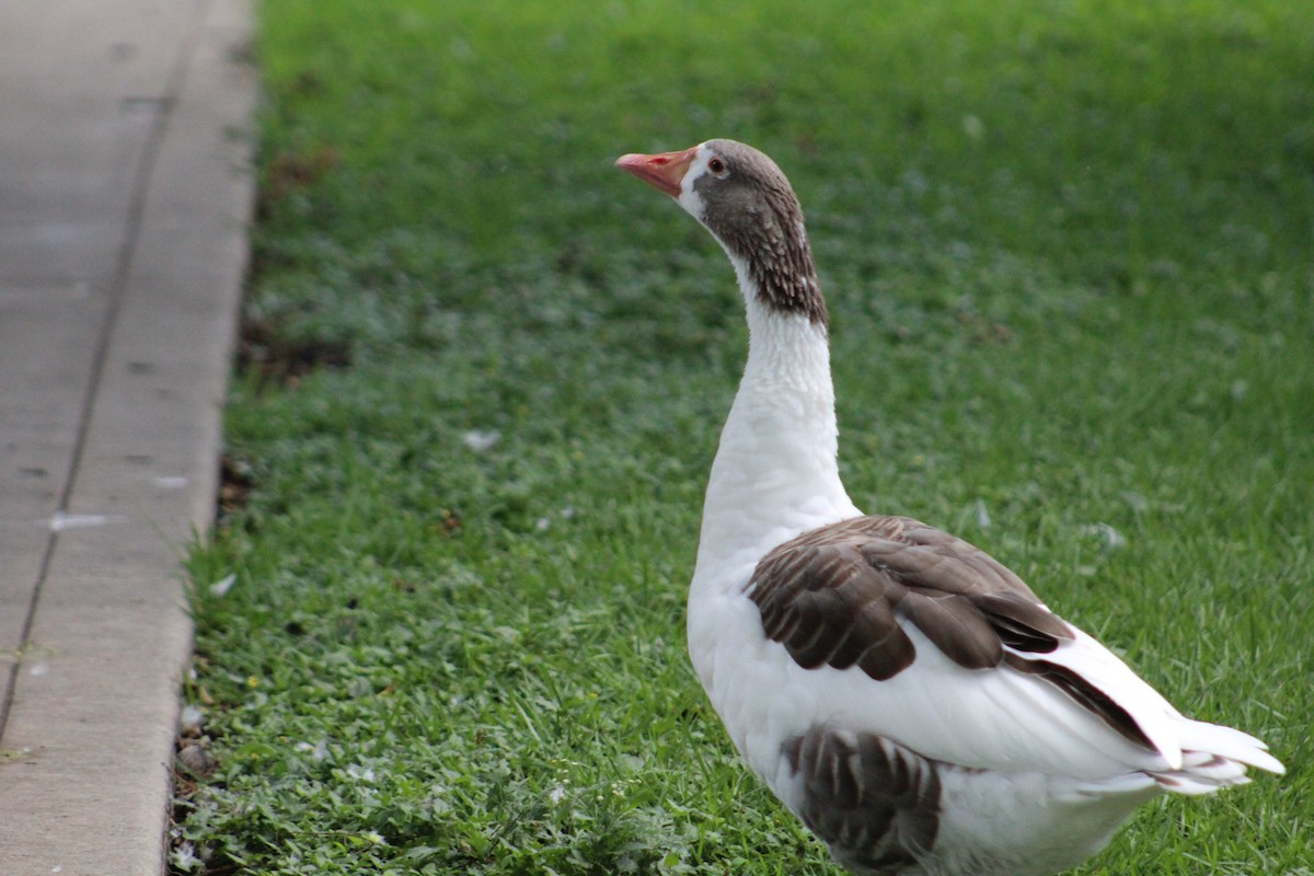 Domestic goose sp. (Domestic type) - ML167134351