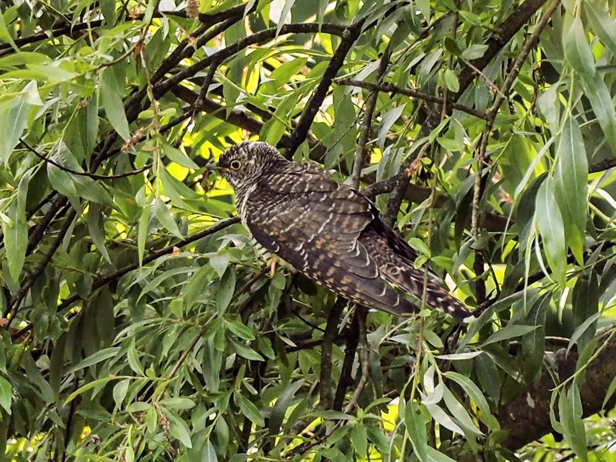 Common Cuckoo - Josean PLAZA VIDAURRE
