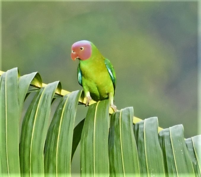 Red-cheeked Parrot - ML167144001