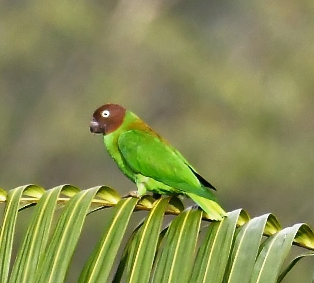 Red-cheeked Parrot - ML167144011
