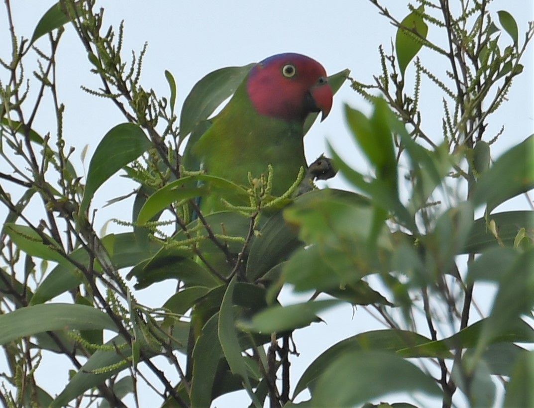 Red-cheeked Parrot - ML167144041