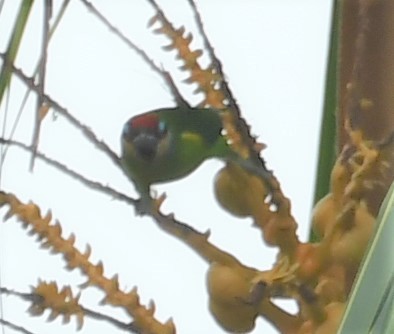 Double-eyed Fig-Parrot - ML167144101
