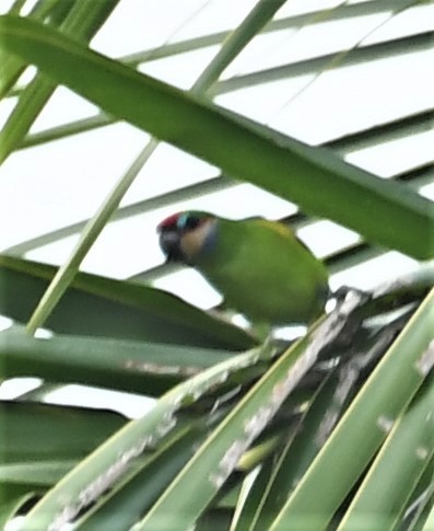 Double-eyed Fig-Parrot - ML167144111