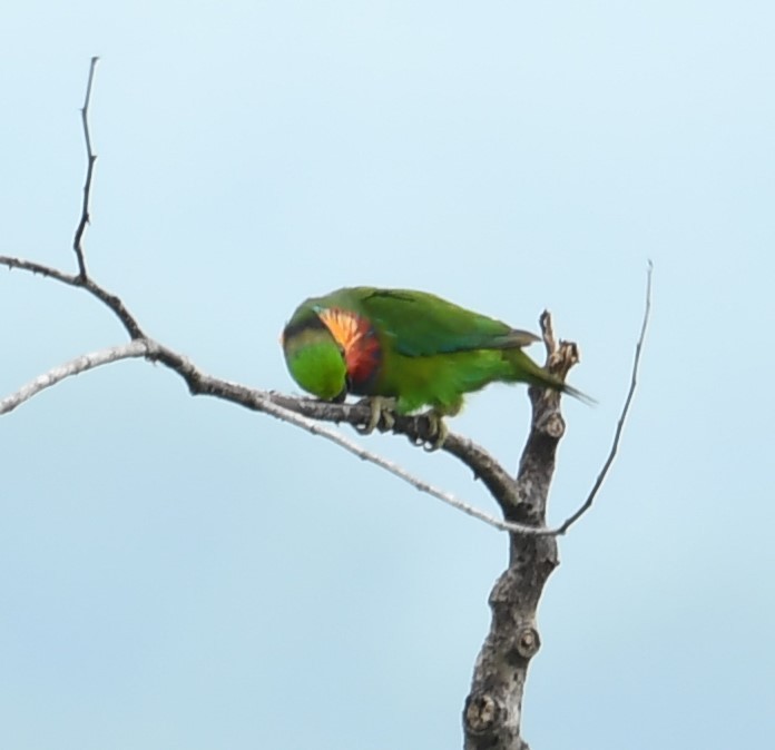 Edwards's Fig-Parrot - ML167144311
