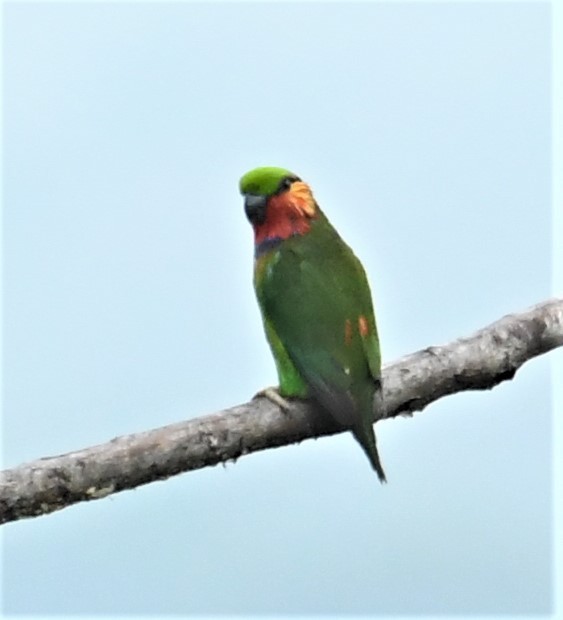 Желтоухий фиговый попугайчик - ML167144321